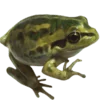 Emoji