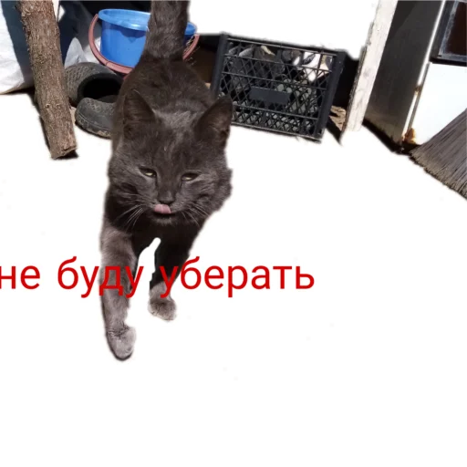  – стикер для Telegram