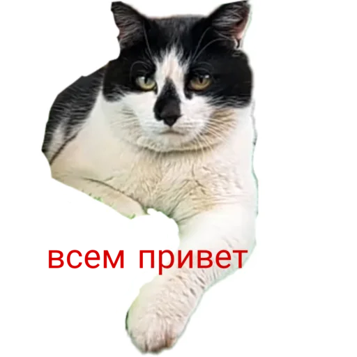  – стикер для Telegram