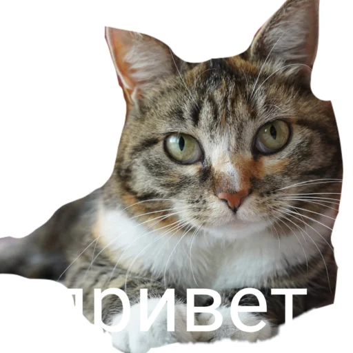  – стикер для Telegram