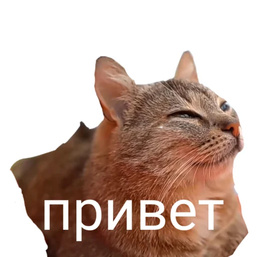  – стикер для Telegram