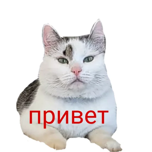  – стикер для Telegram