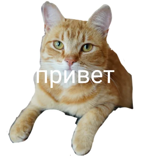  – стикер для Telegram