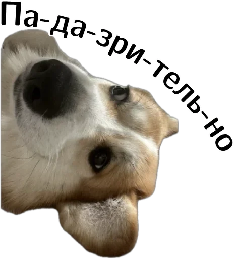  – стикер для Telegram