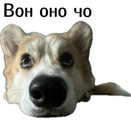  – стикер для Telegram