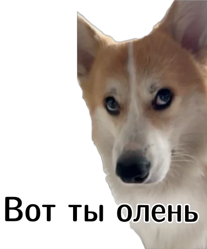  – стикер для Telegram