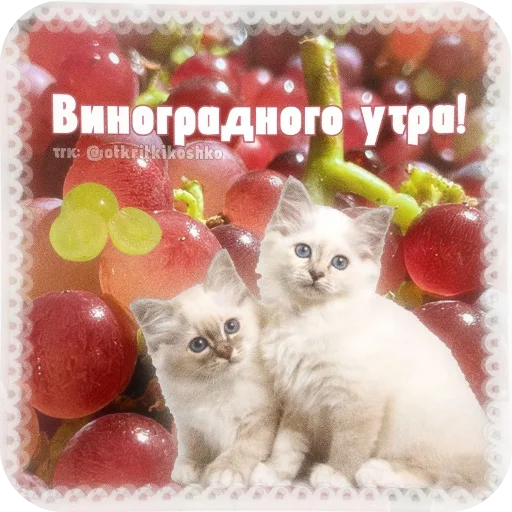  – стикер для Telegram