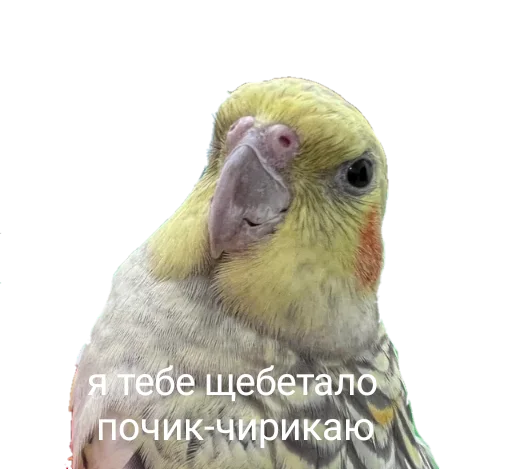  – стикер для Telegram