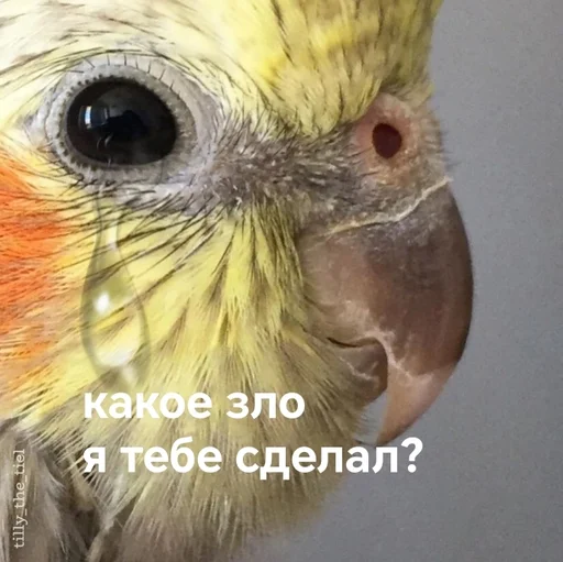  – стикер для Telegram