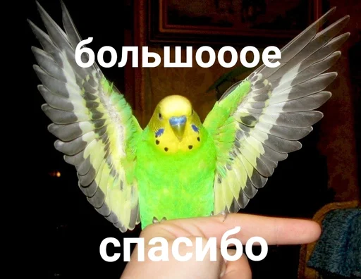  – стикер для Telegram