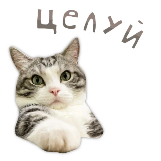  – стикер для Telegram
