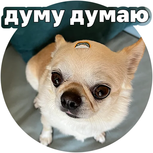  – стикер для Telegram
