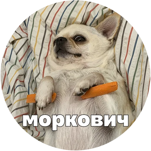  – стикер для Telegram