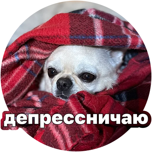  – стикер для Telegram