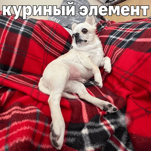  – стикер для Telegram