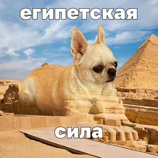  – стикер для Telegram