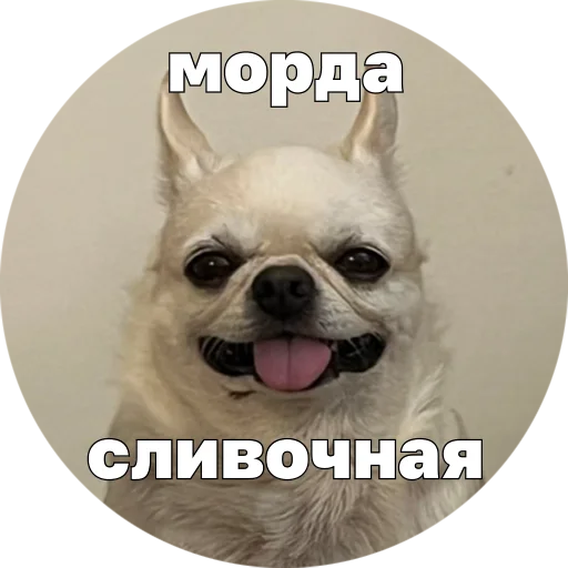  – стикер для Telegram
