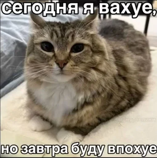  – стикер для Telegram