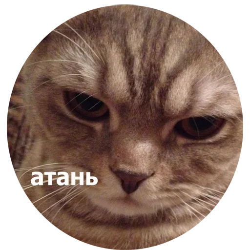  – стикер для Telegram