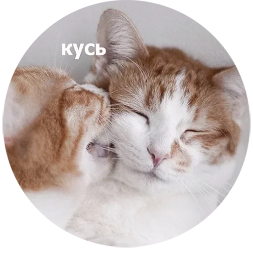  – стикер для Telegram