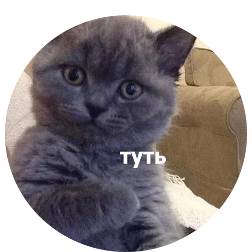  – стикер для Telegram