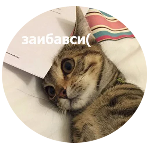  – стикер для Telegram