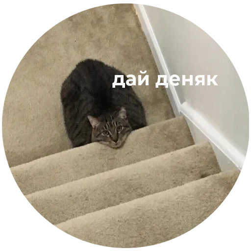  – стикер для Telegram