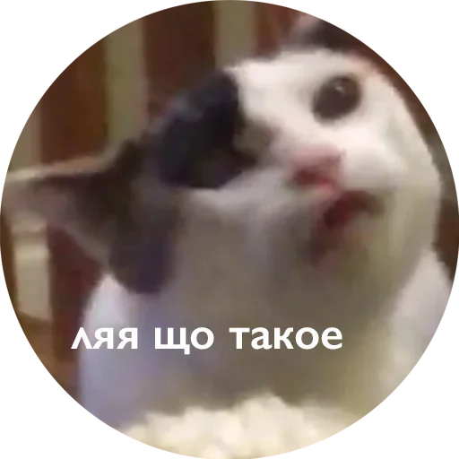  – стикер для Telegram