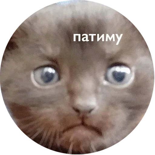  – стикер для Telegram