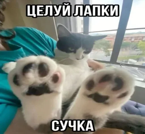  – стикер для Telegram