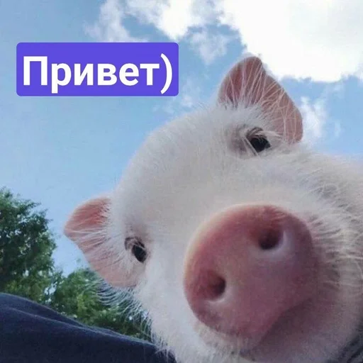  – стикер для Telegram