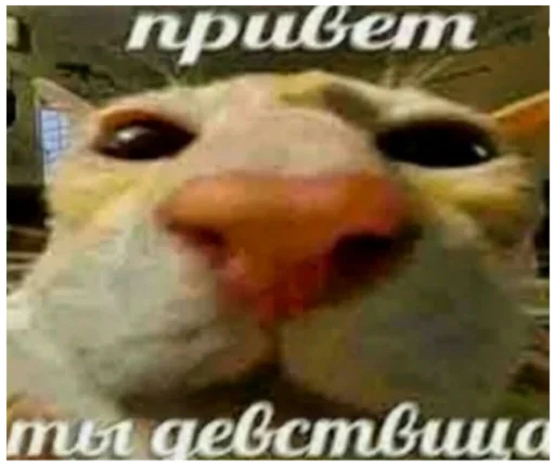  – стикер для Telegram