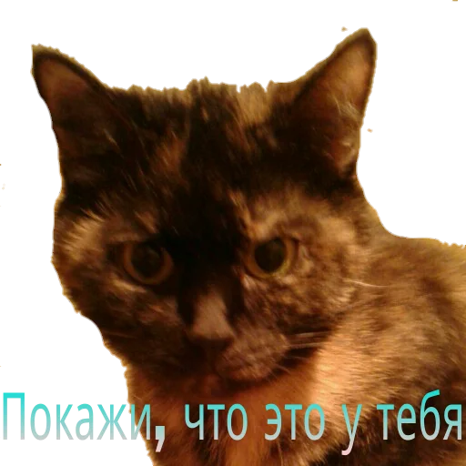  – стикер для Telegram