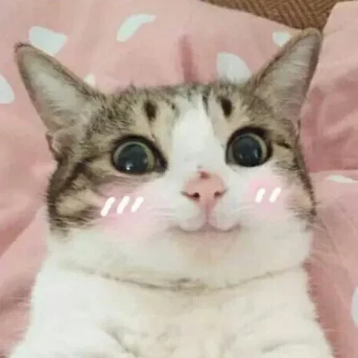 /cat/ @holymoon стикер