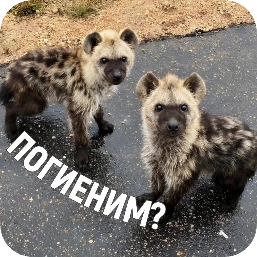  – стикер для Telegram