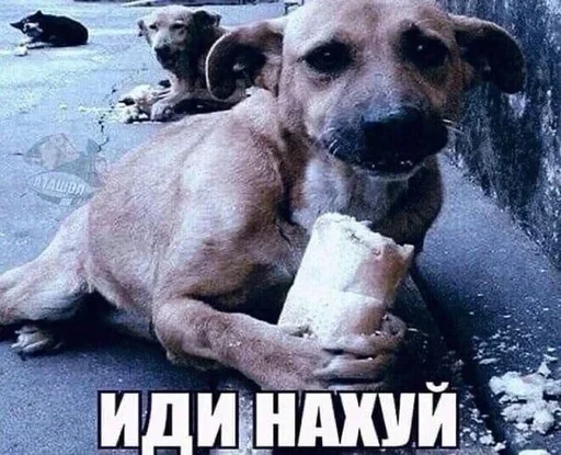  – стикер для Telegram