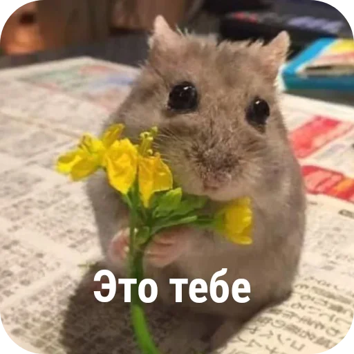  – стикер для Telegram