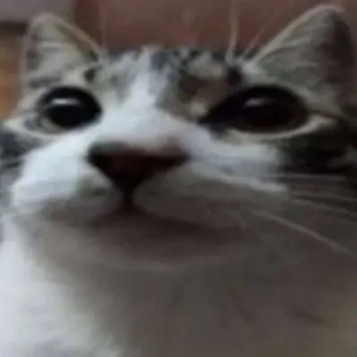 Котики :: @fStikBot стикер